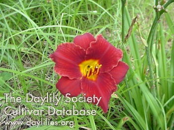 David Shy