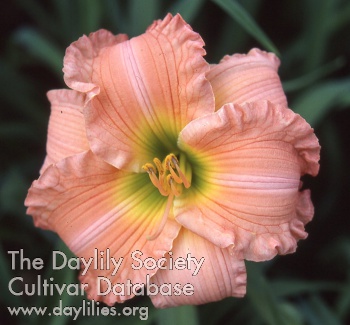 Davis Guidry AHS image