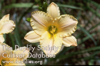 Dawn Ballet AHS image