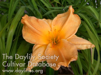 Dawn Crest AHS image