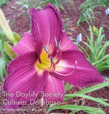 Dawn Delight
