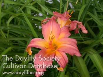 Debbie Ann AHS image