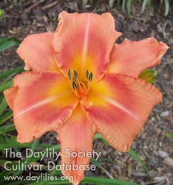 Decatur Apricot