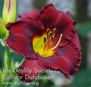 Decatur Burgundy