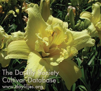 Decatur Double Delight AHS image