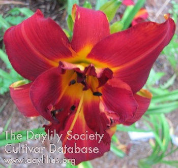 Decatur Double Dragon AHS image