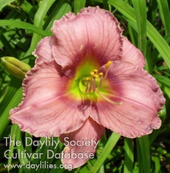 Decatur Spellbinder