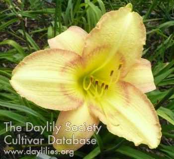 Delicate Design