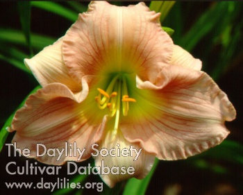 Delicate Miss AHS image
