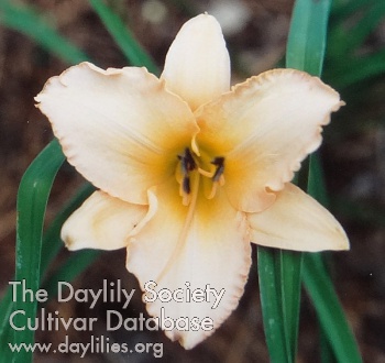 Delicate Treasure AHS image