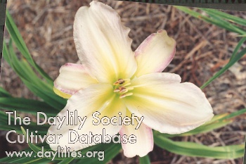 Delicately Yours AHS image