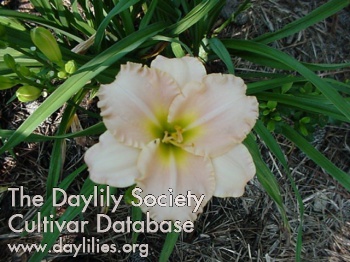 Delightsome AHS image