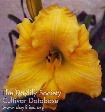 Della Mae AHS image
