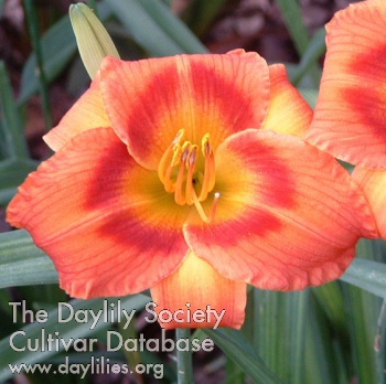 Delta Flame AHS image