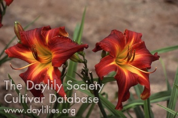 Derral Lee AHS image