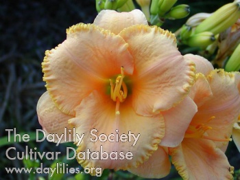 Desirable Duchess AHS image