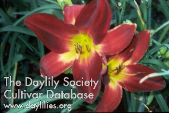 Devils Delight AHS image