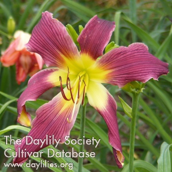 Diabolique AHS image