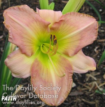 Diary of Faith AHS image