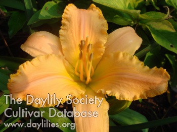 Divine Gift AHS image