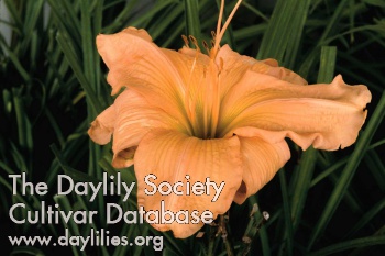 Dixie Beauty AHS image