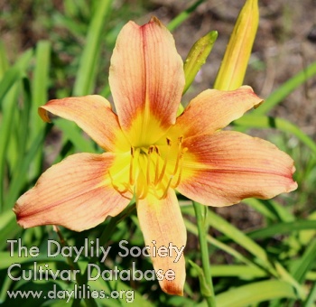 Dolly Varden AHS image