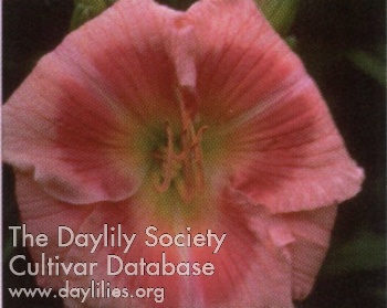 Donnie Delight AHS image