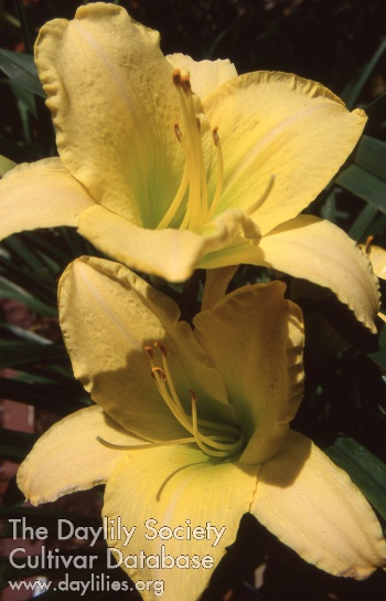 Dorethe Louise AHS image