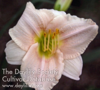 Doris Simpson AHS image