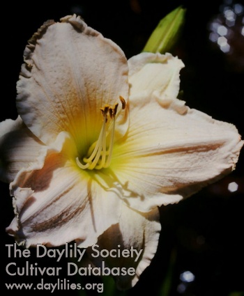Dorothy Ann Watters AHS image