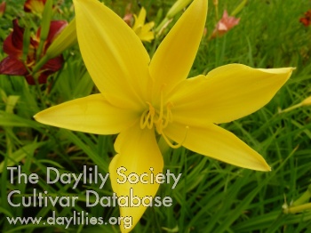 Dorothy McDade AHS image