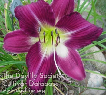Dottie Tatum AHS image