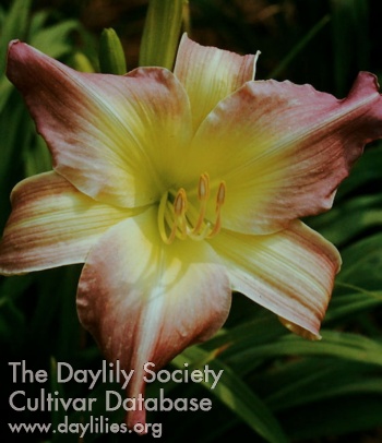 Dottie Young AHS image