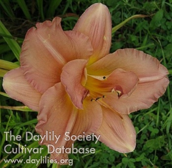 Double Ash Rose AHS image