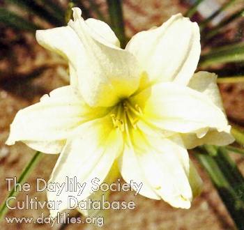 Double Blanca AHS image