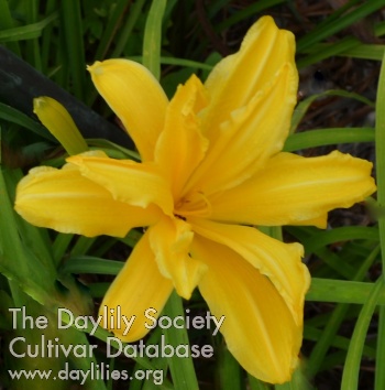 Double Bright Yellow AHS image
