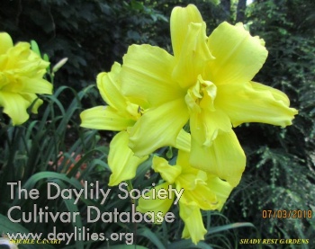 Double Canary AHS image