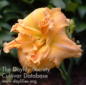 Double Conch Shell AHS image
