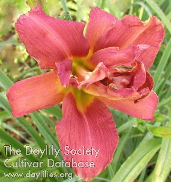 Double Dark Rose AHS image