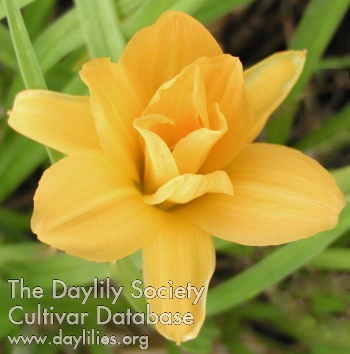 Double Darling AHS image