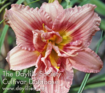 Double Deseret AHS image