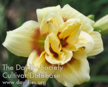 Double Dilly AHS image