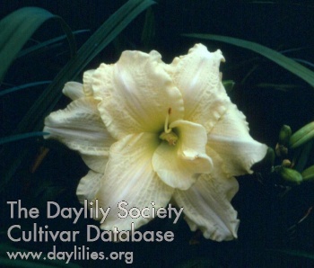 Double Divinity AHS image