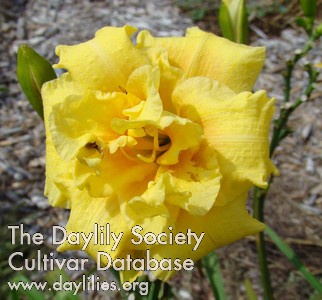 Double Dixie Dew AHS image