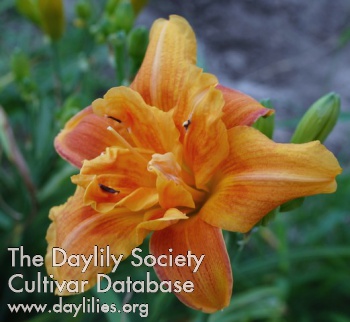 Double Doodah AHS image