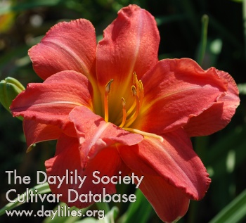 Double Duchess AHS image