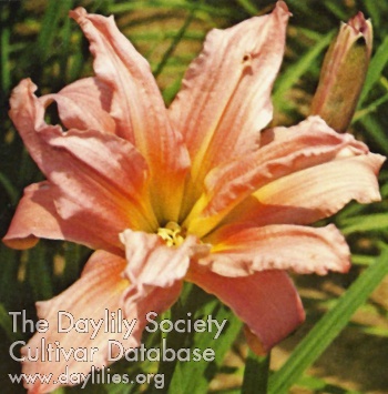 Double Flaring Pink AHS image