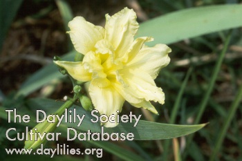 Double Gardenia AHS image
