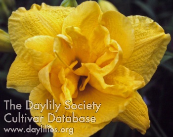 Double Goldie Oldie AHS image