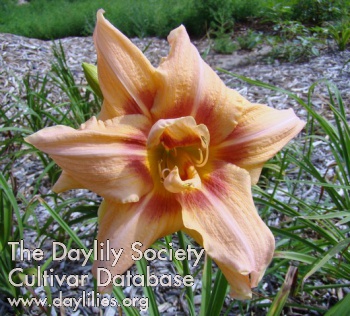Double Misty Dawn AHS image